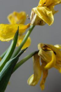 Jobs To Do In The Garden In April deadhead tulips