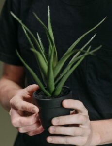 The Fundamentals of Indoor Aloe Vera Plant Care dry soil