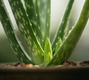 The Fundamentals of Indoor Aloe Vera Plant Care fertilizer