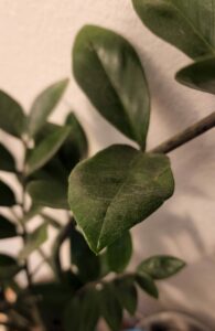 Caring for a ZZ Plant: A Simple Guide dust