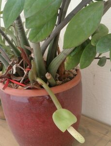 Caring for a ZZ Plant: A Simple Guide flower