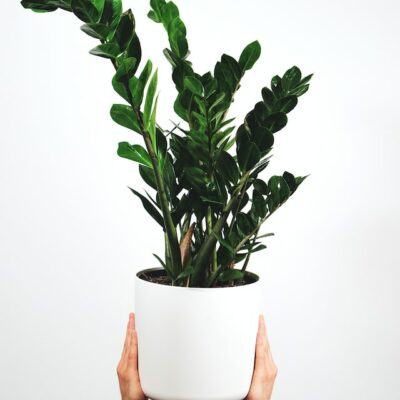 Caring for a ZZ Plant: A Simple Guide featured