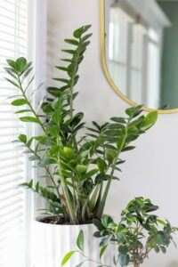 Caring for a ZZ Plant: A Simple Guide window