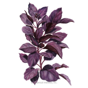 Basil-Purple-Petra-ORG Organic Garden Seeds For Sale Online