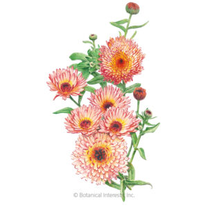 Calendula-Pot-Marigold-Zeolights-ORG Organic Garden Seeds For Sale Online