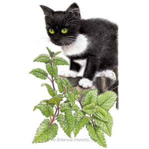 Catnip Organic Garden Seeds For Sale Online