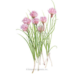 Chives-Common Organic Garden Seeds For Sale Online