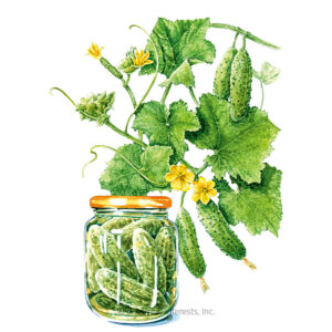 Cucumber-Gherkin-Hokus-ORG Organic Garden Seeds For Sale Online