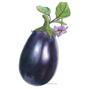 Eggplant-Black-Beauty Organic Garden Seeds For Sale Online
