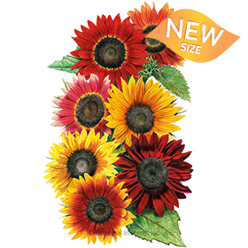 L-Sunflower-Heirloom-Beauties-ORG Organic Garden Seeds For Sale Online