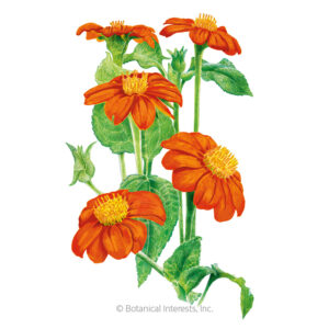 Mexican-Sunflower-Torch-ORG Organic Garden Seeds For Sale Online