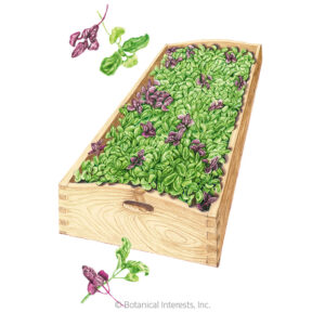 Microgreens-Ciao-Bella-Basil-Blend-ORG Organic Garden Seeds For Sale Online