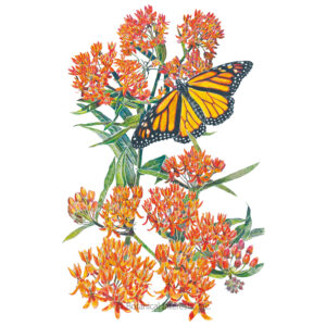 Milkweed Butterfly Flower Organic Garden Seeds For Sale Online