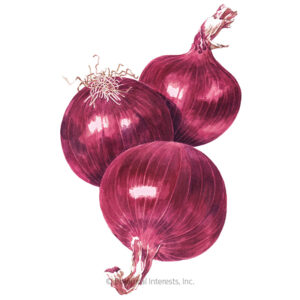 Onion-Bulb-Cabernet-ORG Organic Garden Seeds For Sale Online