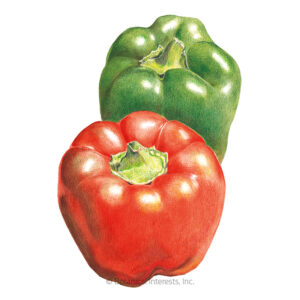 Pepper-Sweet-Calif-Wonder-ORG Organic Garden Seeds For Sale Online