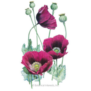 Poppy-Bread-Seed-Laurens-Grape-ORG Organic Garden Seeds For Sale Online