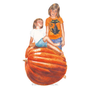 Pumpkin-Big-Max-ORG Organic Garden Seeds For Sale Online