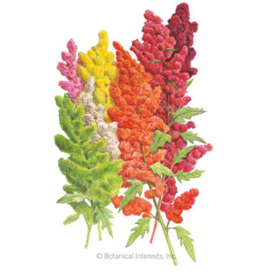 Quinoa-Brightest-Brilliant-ORG Organic Garden Seeds For Sale Online