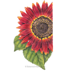 Sunflower-Evening-Sun-ORG Organic Garden Seeds For Sale Online