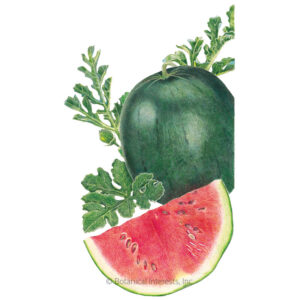 Watermelon-Sugar-Baby-ORG Organic Garden Seeds For Sale Online