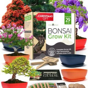 6 Variety Bonsai Garden Starter Kit