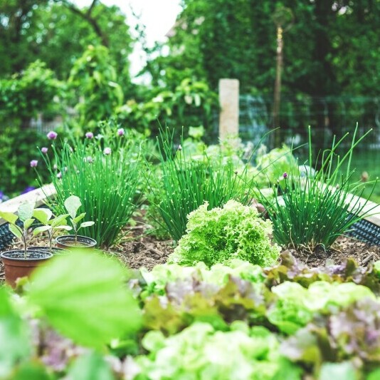 What is in a Garden: A Comprehensive Guide herb garden