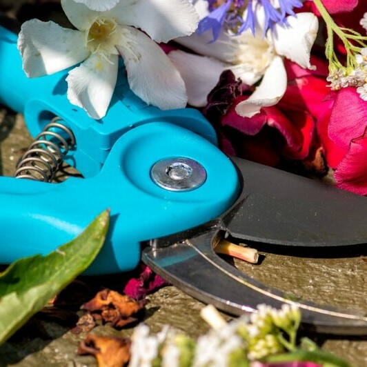What is in a Garden: A Comprehensive Guide pruning shears